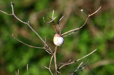 Şehir parkında bir yaz gününde kabuğu olan küçük bir salyangoz..