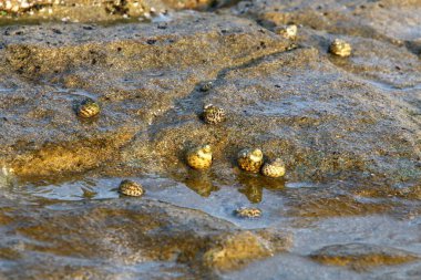 Şehir parkında bir yaz gününde kabuğu olan küçük bir salyangoz..
