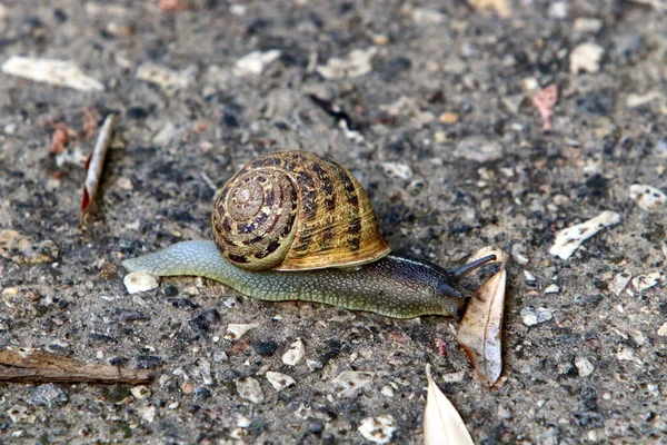 Small Snail Its Shell Summer Day City Park — Stock Photo, Image