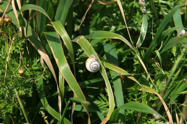 夏天的一天 在一个城市公园里 一只长着壳的小蜗牛 — 图库照片