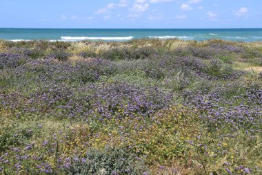 Akdeniz kıyısında yeşil bitkiler ve çiçekler.