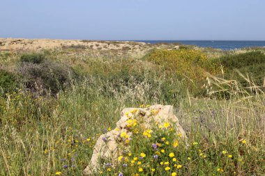 Akdeniz kıyısında yeşil bitkiler ve çiçekler.