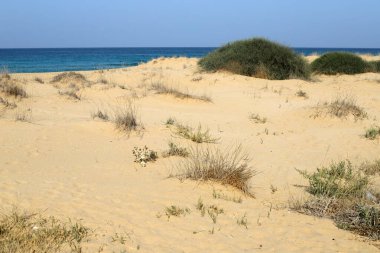 Akdeniz kıyısında yeşil bitkiler ve çiçekler.