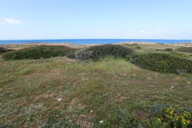 Akdeniz kıyısında yeşil bitkiler ve çiçekler.