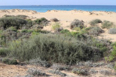 Akdeniz kıyısında yeşil bitkiler ve çiçekler.