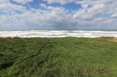 Akdeniz kıyısında yeşil bitkiler ve çiçekler.