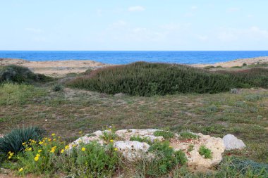 Akdeniz kıyısında yeşil bitkiler ve çiçekler.