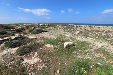 Akdeniz kıyısında yeşil bitkiler ve çiçekler.