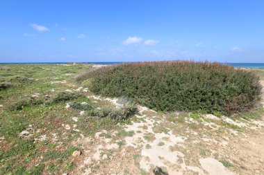 Akdeniz kıyısında yeşil bitkiler ve çiçekler.