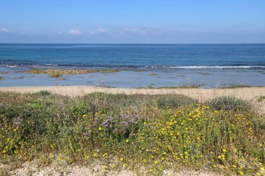 Akdeniz kıyısında yeşil bitkiler ve çiçekler.