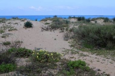 Akdeniz kıyısında yeşil bitkiler ve çiçekler.
