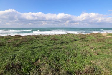 Akdeniz kıyısında yeşil bitkiler ve çiçekler.