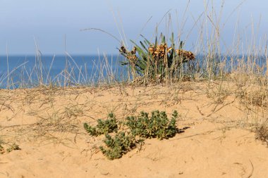 Akdeniz kıyısında yeşil bitkiler ve çiçekler.