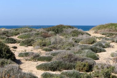 Akdeniz kıyısında yeşil bitkiler ve çiçekler.