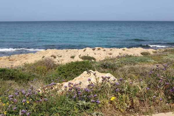 Plantas Flores Verdes Costa Mediterrânica — Fotografia de Stock