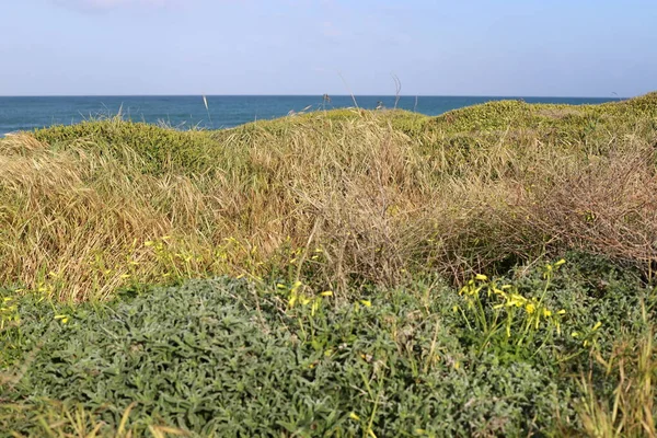 stock image Green plants and flowers on the Mediterranean coast.