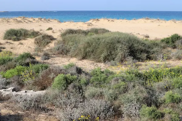 stock image Green plants and flowers on the Mediterranean coast.