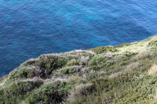 地中海沿岸の緑の植物と花 — ストック写真