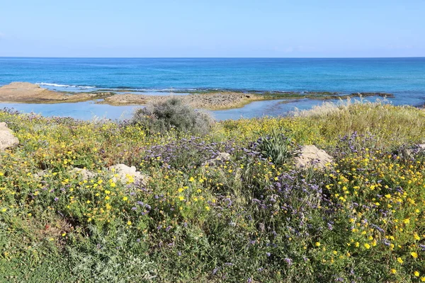 Plantas Flores Verdes Costa Mediterrânica — Fotografia de Stock