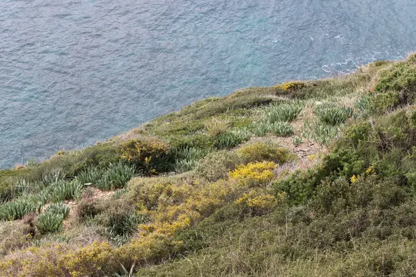 Groene Planten Bloemen Aan Middellandse Zee — Stockfoto