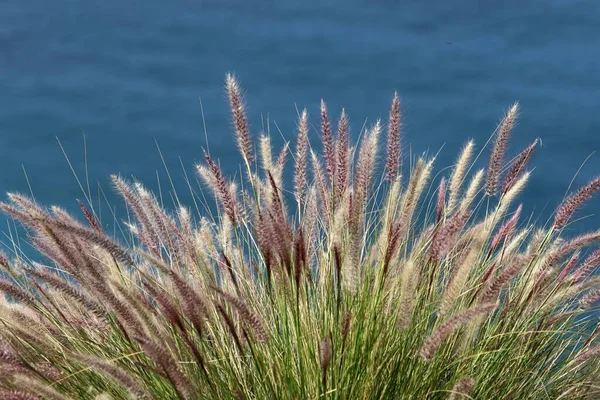 Gröna Växter Och Blommor Medelhavskusten — Stockfoto