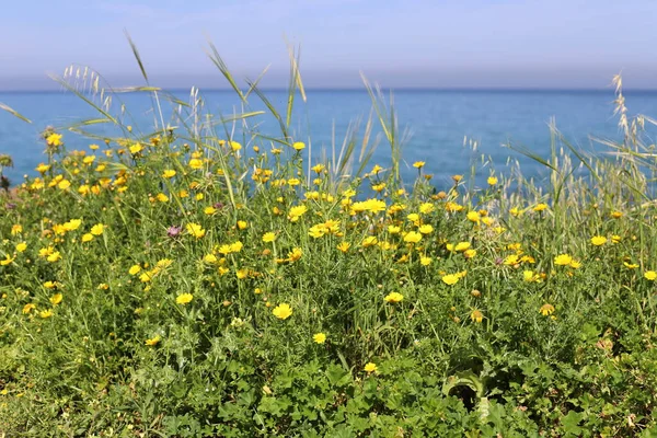 stock image Green plants and flowers on the Mediterranean coast.