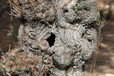 yapı et couleur de l 'corce des arbres