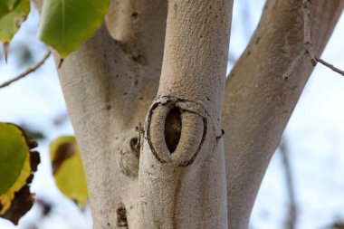 yapı et couleur de l 'corce des arbres