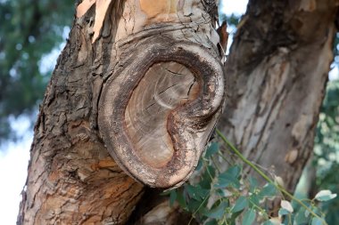 yapı et couleur de l 'corce des arbres