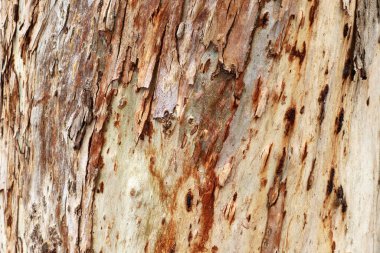 yapı et couleur de l 'corce des arbres