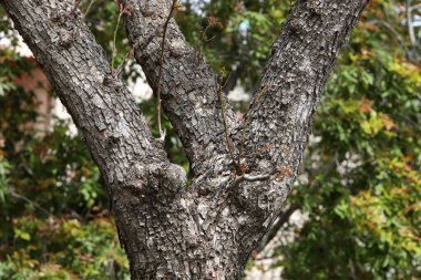 yapı et couleur de l 'corce des arbres