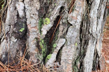 yapı et couleur de l 'corce des arbres