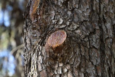 yapı et couleur de l 'corce des arbres