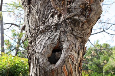 yapı et couleur de l 'corce des arbres