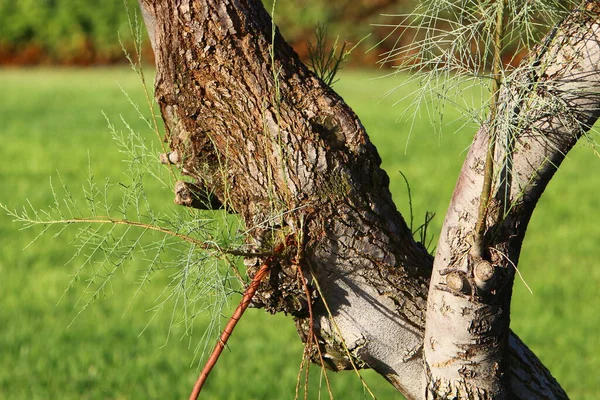 stock image structure et couleur de l'corce des arbres