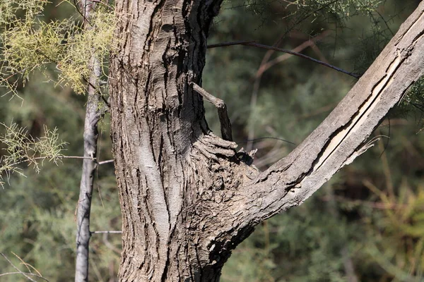 stock image structure et couleur de l'corce des arbres