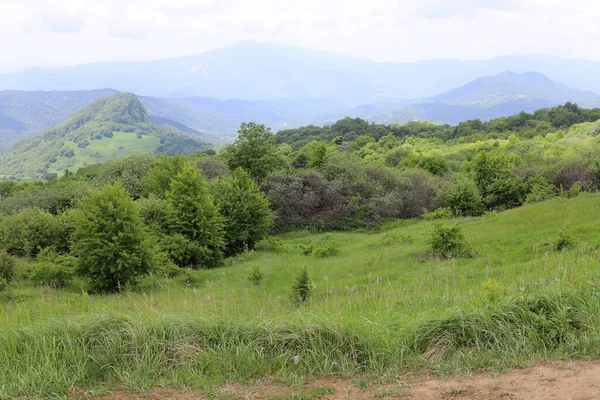 Lato Zielone Wzgórza Góry Gruzji — Zdjęcie stockowe