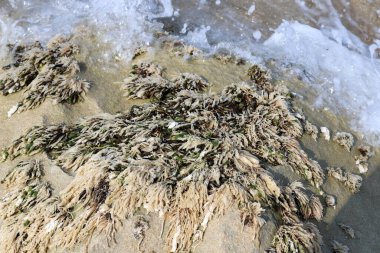Yeşil yosunlar tuzlu deniz suyunda kayaların üzerinde yetişir..