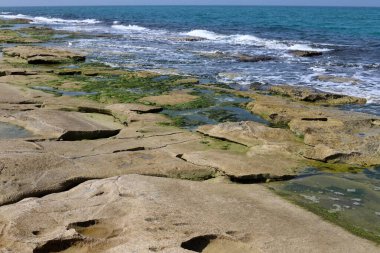 Yeşil yosunlar tuzlu deniz suyunda kayaların üzerinde yetişir..