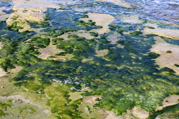 Groene Algen Groeien Rotsen Zout Zeewater — Stockfoto