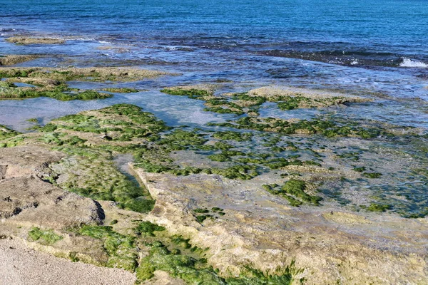绿藻生长在咸咸的海水岩石上 — 图库照片