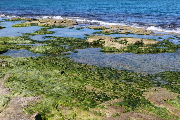 Zelené Řasy Rostou Skalách Slané Mořské Vodě — Stock fotografie