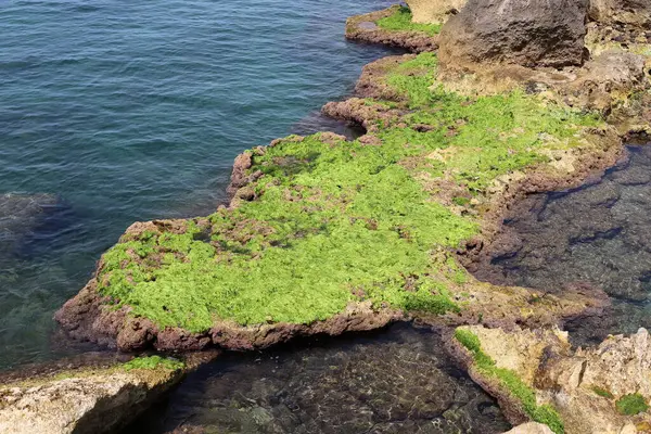 Yeşil Yosunlar Tuzlu Deniz Suyunda Kayaların Üzerinde Yetişir — Stok fotoğraf