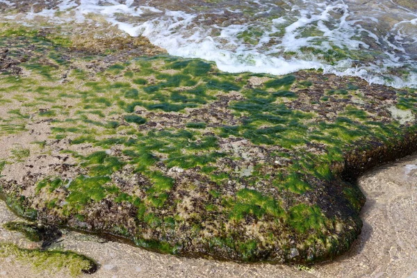 Gröna Alger Växer Klippor Salt Havsvatten — Stockfoto