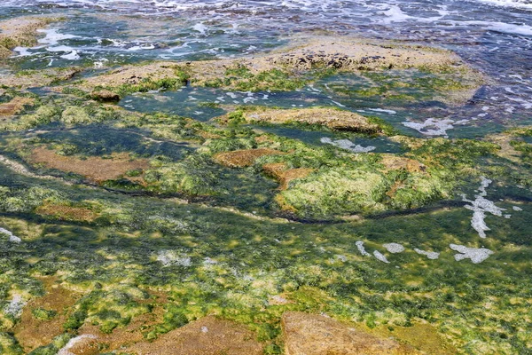 Algas Verdes Crecen Sobre Rocas Agua Salada — Foto de Stock