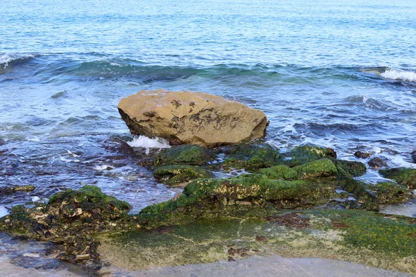 Algas Verdes Crecen Sobre Rocas Agua Salada —  Fotos de Stock