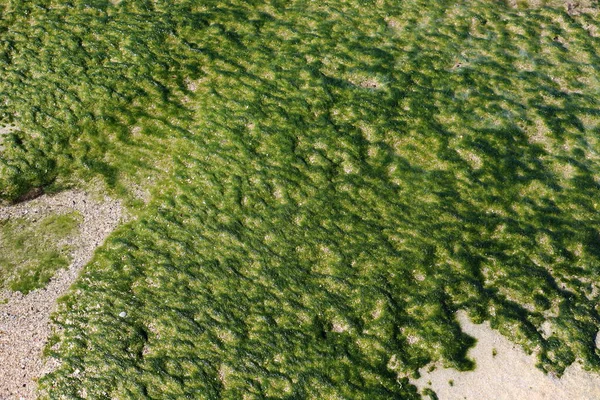 Zielone Algi Rosną Skałach Słonej Wodzie Morskiej — Zdjęcie stockowe