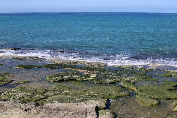 塩辛い海の水の中の岩の上で緑藻が育つ — ストック写真