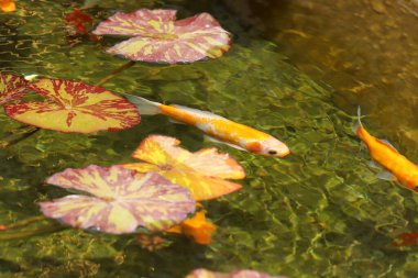 Küçük balıklar tatlı su havuzunda yüzerler.