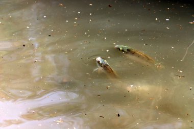 Küçük balıklar tatlı su havuzunda yüzerler.